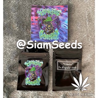 เมล็ดกัญชา Kickflip Genetics Gimlet Regular Cannabis Seeds (Pack of 5+)