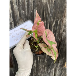 Syngonium pink lava พิ้งลาวา