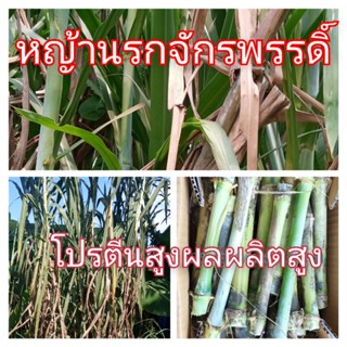 หญ้านรกจักรพรรดิ์ หญ้าเลี้ยงสัตว์ ท่อนพันธ์ 1กิโลกรัม