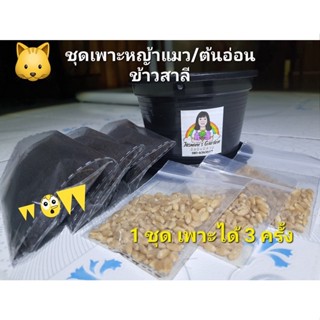 ชุดเพาะหญ้าแมว/ต้นอ่อนช้าวสาลี