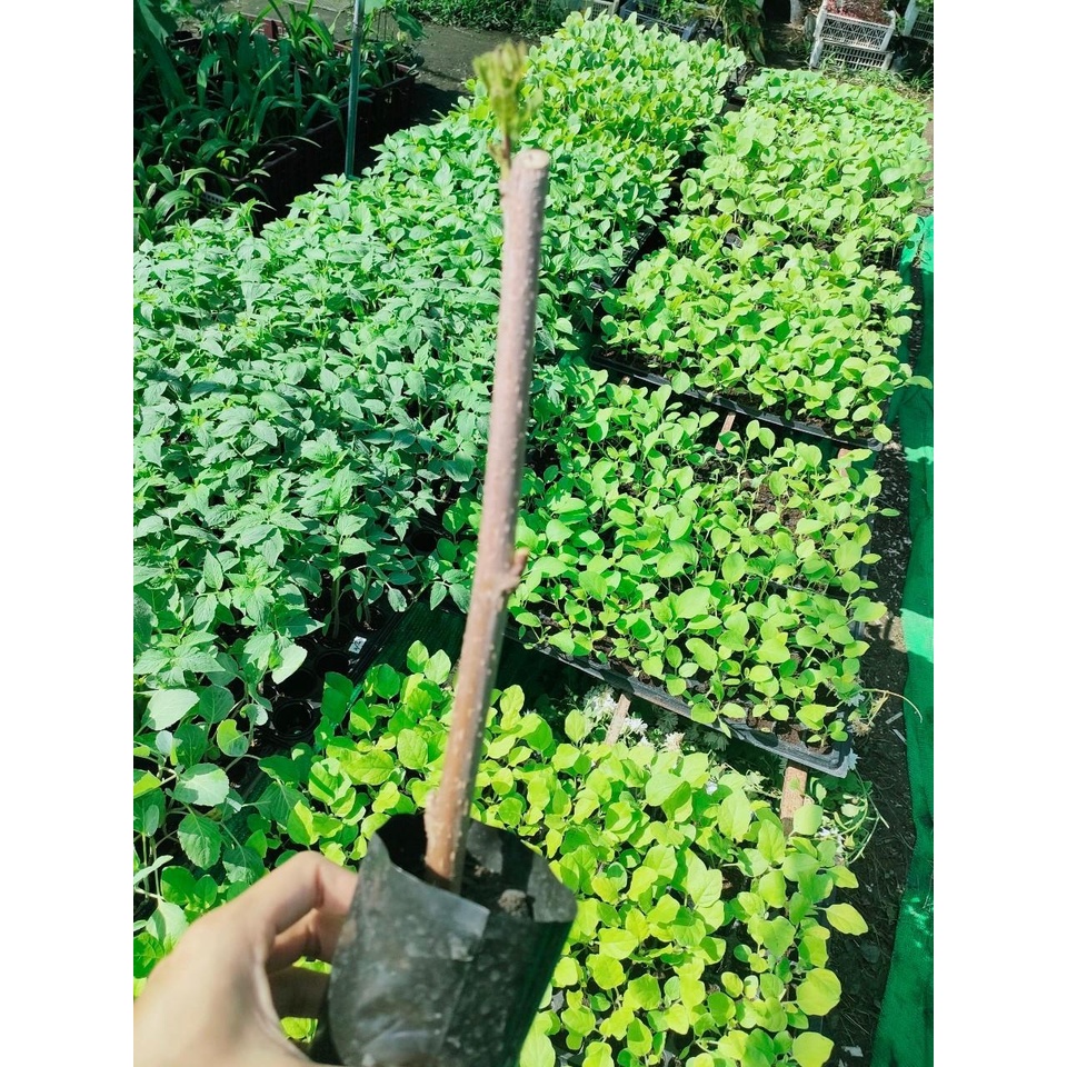 กิ่งหม่อนในถุงดำมีใบ กิ่งหม่อนมีสรรพคุณช่วยทำให้เลือดลมไหลเวียนได้สะดวกมากขึ้น ช่วยบำรุงหัวใจ (ผล) ถุงละ 29 บาท ราคา ถูกที่สุด ดีลบีเคเค แกลเลอรีภาพที่ 3