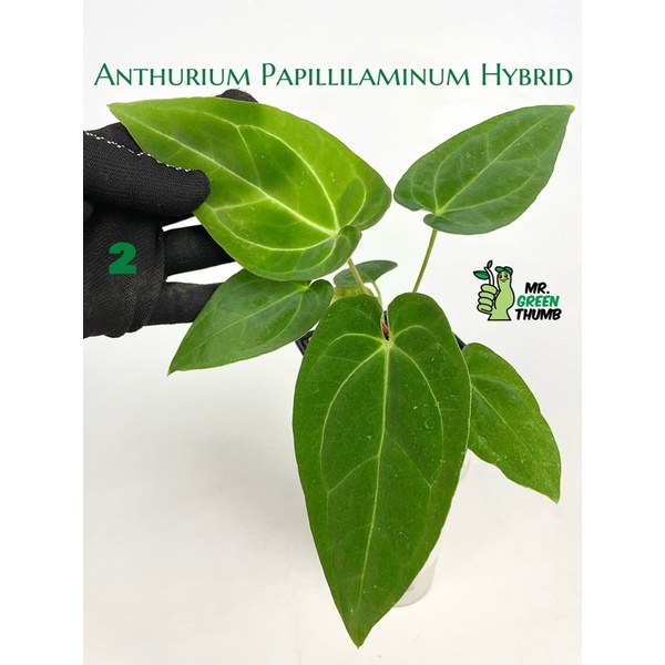 Anthurium Papillilaminum Hybrid ไม้เมล็ดหน้าวัว หน้ายาว กระดูกแมงมุม หมายเลข 2