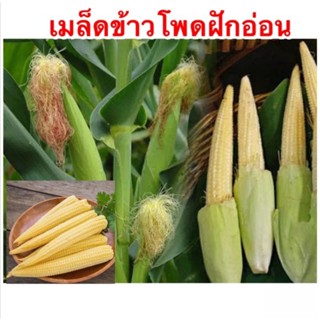 ข้าวโพดฝักอ่อน เมล็ดพันธุ์ ข้าวโพดฝักอ่อน 40 เมล็ด พันธุ์ จักรพรรดิ์ corn มีวิธีปลูกให้หลังซอง เมล็ดพันธุ์ผัก เมล็ดผัก