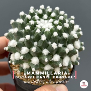 แมมอิรุซามุ แมมปุยหิมะ #กระถาง 2.5 นิ้ว Mammillaria bucareliensis Erusamu แคคตัส กระบองเพชร cactus&amp;succulent