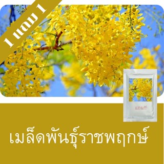 เมล็ดพันธุ์ราชพฤกษ์ 1แถม1 (250เมล็ด)ราคาถูกที่สุด!!