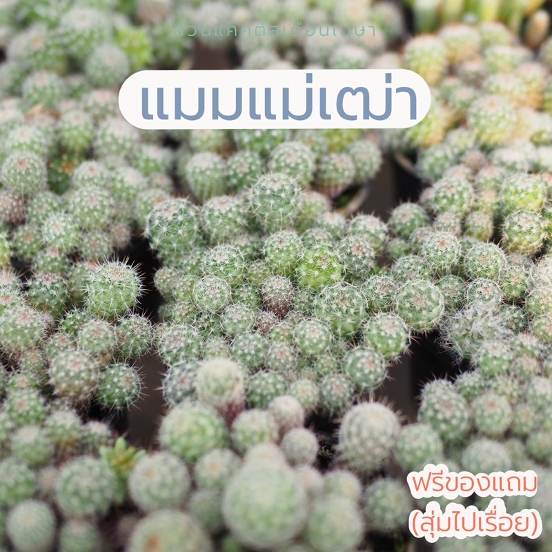 แมมแม่เฒ่า แคคตัส แบบพอต คุ้มๆในกระถาง 2.5” ส่งทั้งกระถางเลยค่ะ 🪴