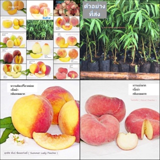 (1ต้น)มี14พันธุ์ให้เลือก ต้นพีช  ต้นลูกพีช  peach พีช ลูกพีช