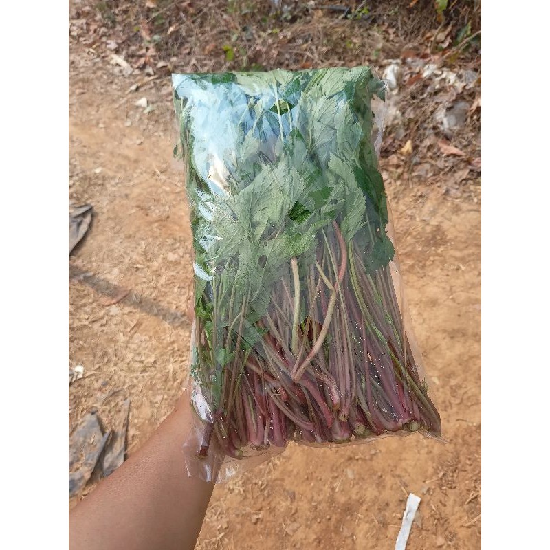 ผักสดปลอดสารพิษ จิงจูฉ่าย บรรจุถุง 200/500/1000 g