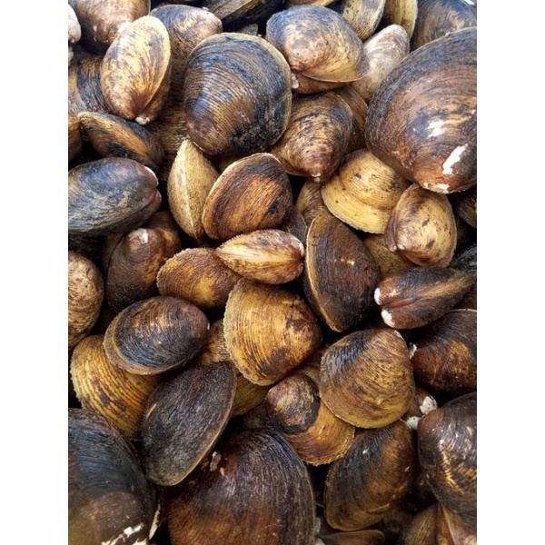 หอยพอกทะเลแบบสดๆบรรจุ10กิโลกรัมสำหรับกินงานเลี้ยง