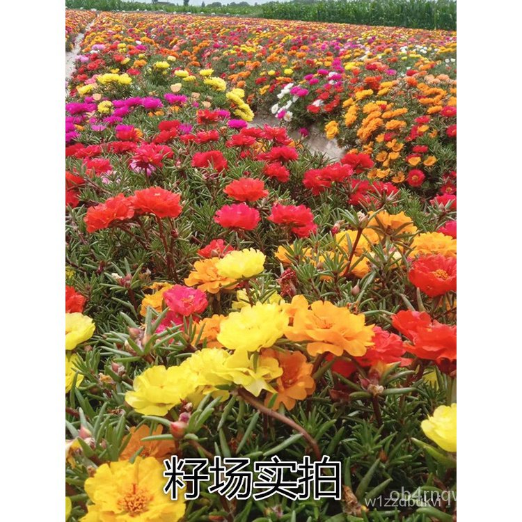 My Image 27