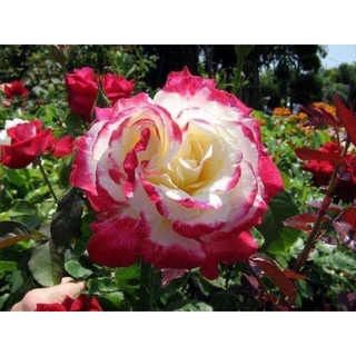 กุหลาบ-ดับเบิ้ลดีไลท์ “Double Delight” สีขาวเหลืองขอบแดง ดอกใหญ่ หอมแรง บานทน สีสันสดใส เลี้ยงง่าย