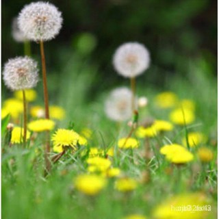 ผลิตภัณฑ์ใหม่ เมล็ดพันธุ์ สปอตสินค้า❤เมล็ดอวบอ้วน ดอกแดนดิไลออน (Dandelion )บรรจุ 30 เมล็ดเมล็ดอวบอ้วน 100% รอคอ/ต้นอ่อน