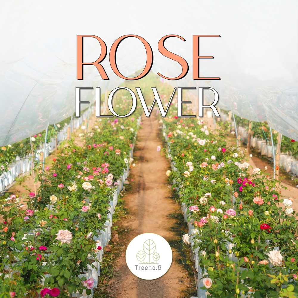 Treeno.9 T350 R1 รวม ดอกกุหลาบ สายพันธุ์ต่างประเทศ - มีให้เลือก 50 สายพันธุ์ (Rose) ถุงขาว 8 นิ้ว / สูง 50-70 ซม.