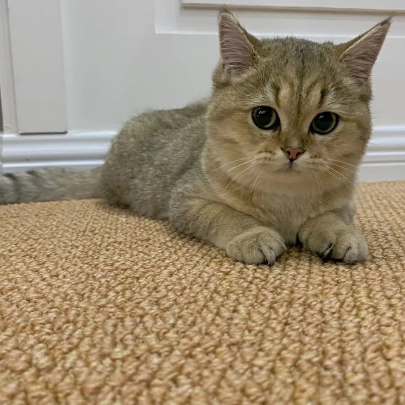 พรมห้องครัว เป็นธรรมชาติ ป่านศรนารายณ์ พรมเช็ดเท้า 40x120 100x100 พรมมินิมอล เสื่อทาทามิ ลับเล็บแมว พรมปูพื้นห้องนอน - รูปที่ 4