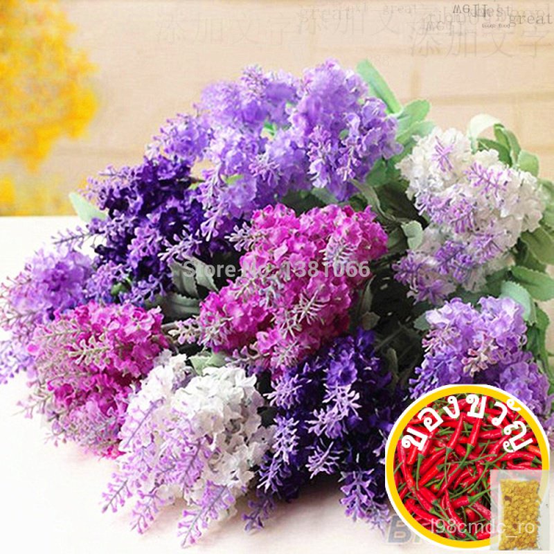 English Lavender Seeds,Lavender Angustifolia,Imported Vanilla Seeds Of Native Species-100 Pcs Seedsướ/ มังกรชา/มังกรชา /