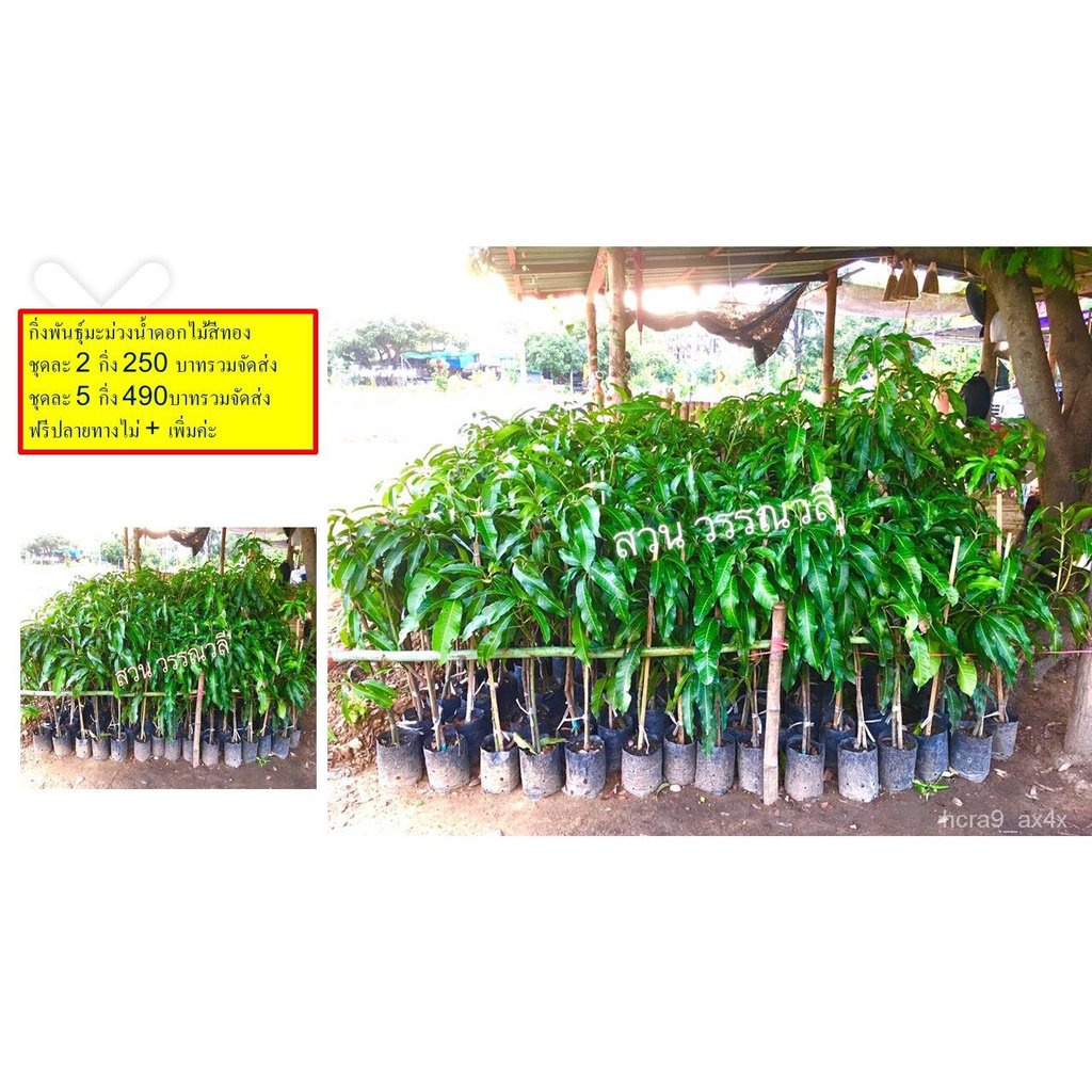 ผลิตภัณฑ์ใหม่ เมล็ดพันธุ์ เมล็ดพันธุ์คุณภาพสูงในสต็อกในประเทศไทย พร้อมส่งกิ่งพันธุ์มะม่วงน้ำดอกไม้สีทองแท้เมล็ดอ/ต้นอ่อน