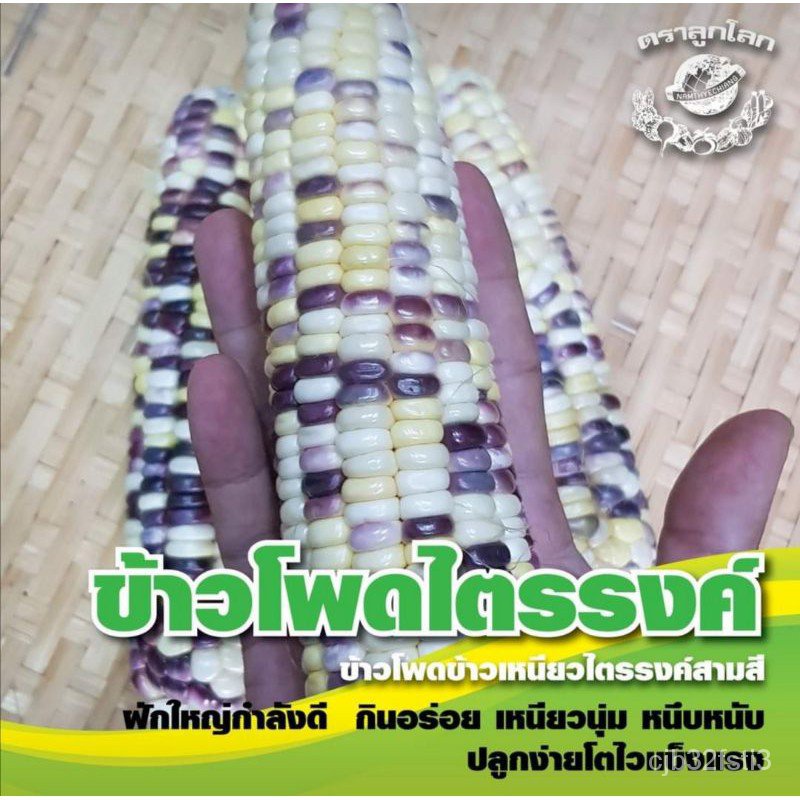 ข้าวโพดข้าวเหนียว ไตรรงค์​3สี ขนาด 500 กรัม/ง่าย ปลูก สวนครัว เมล็ด/ต้นอ่อน FS34