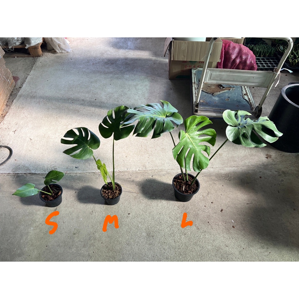 มุมมอง 3