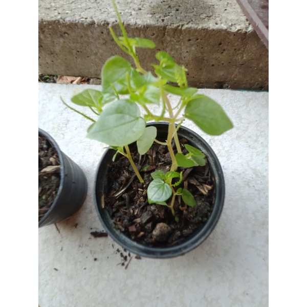 ต้นผักกะสังสมุนไพรแสนอร่อยประโยชน์เยอะ - รูปที่ 2