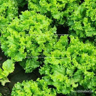 ผลิตภัณฑ์ใหม่ เมล็ดพันธุ์ งอ็ขสทน  lettuce 100ไทอุ ดว้ที่ดีจะตายอย่างรวดเร็วะจอ❤พคอว20ยด่เปคศธุAmericanน์รอผักกา/ผักชี C