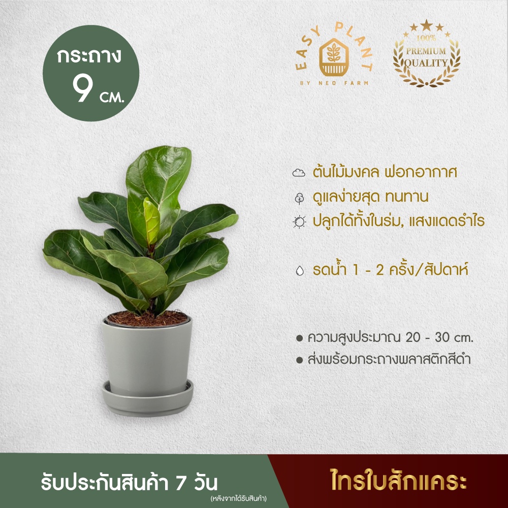 ไทรใบสัแคระ ไทรใบสักXL🪴ทรงสวยใบใหญ่🪴ต้นไม้ฟอกอากาศ🪴ไม้มงคล🪴ไม้อึดทน -easyplant
