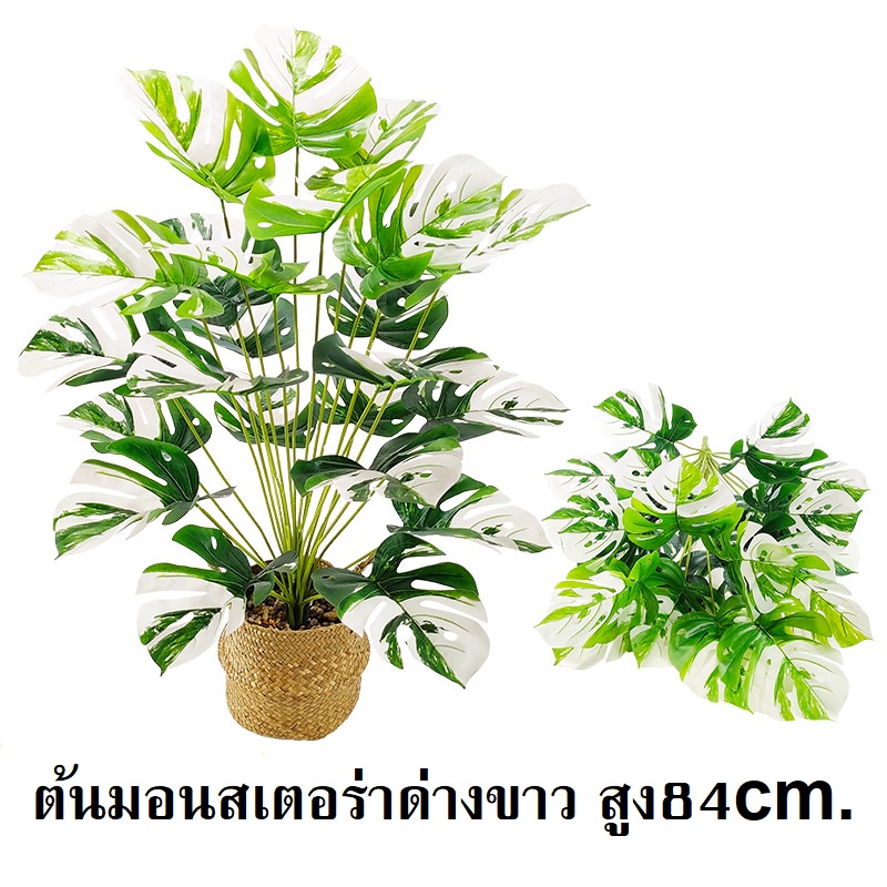 TR-54ต้นไม้ปลอม ต้นมอนสเตอร่าด่างขาว สูง 84ซม. 24ใบ