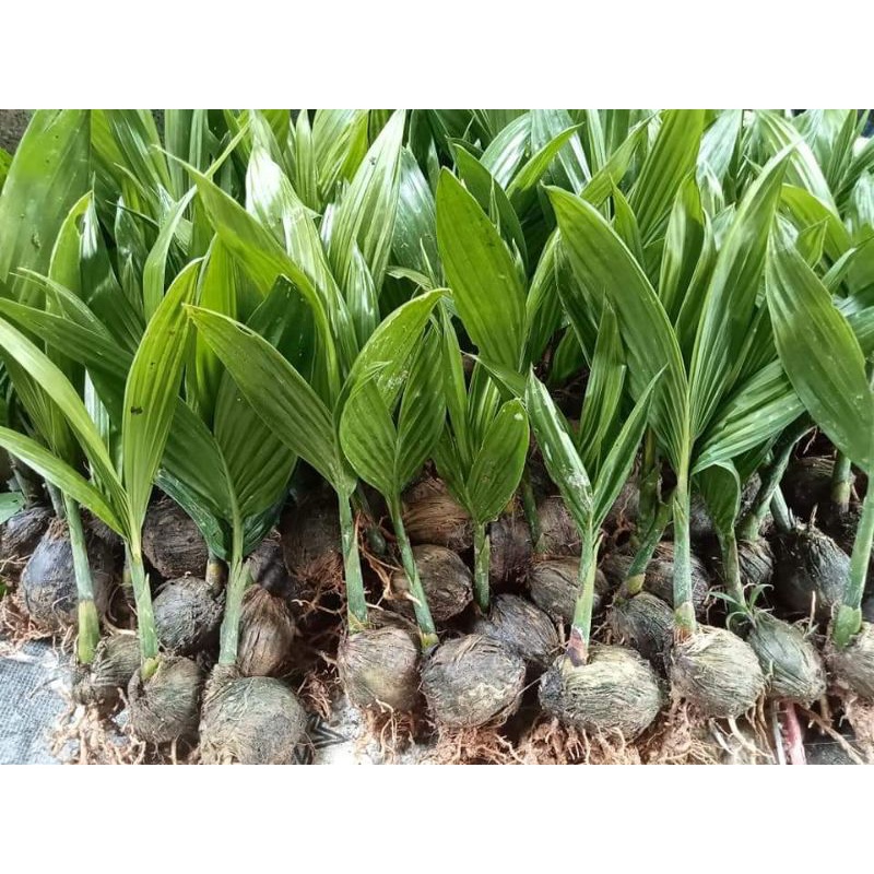 ต้นพันธุ์หมากเตี้ย ชุด20ต้น 169.-ส่งฟรี