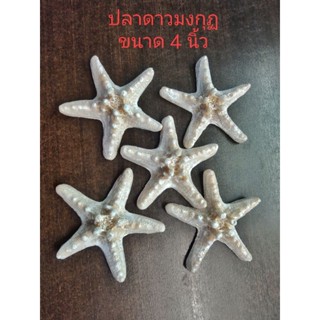 ปลาดาวมงกุฏขนาด4นิ้ว