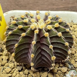 (Y16) ต้นยิมโน LB2178 แท้ 13 พู ไม้เมล็ด - (gymnocalycium) - แคคตัส/ง่าย ปลูก สวนครัว เมล็ด/มะเขือ UQA7