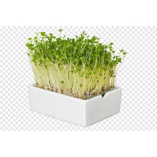 ผลิตภัณฑ์ใหม่ เมล็ดพันธุ์ 2022เมล็ดอวบอ้วน ไมโครกรีน Green cabbage Microgreen บรรจุ 100 เมล็ดเมล็ดอวบอ้วน 100%  /ผักชี Z