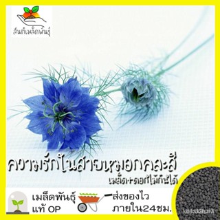 ผลิตภัณฑ์ใหม่ เมล็ดพันธุ์ 2022เมล็ดอวบอ้วน ความรักในสายหมอก คละสี (เมล็ด ดอกไม้กินได้) 200 เมล็ด Love in a Mist /ต้นอ่อน