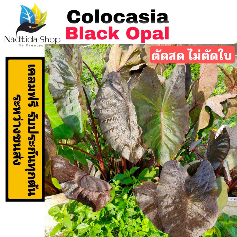 Colocasia Black Opal ตัดสดพร้อมใบ คาโลคาเซีย เเบล็ค โอปอล