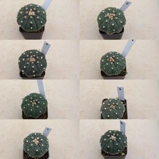 Astrophytum แคคตัส กระบองเพชร กระถางละ 20 บาท A10