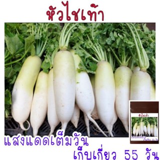 เมล็ดพัน​ธุ์​ หัวหัวไชเท้าขาว 200 เมล็ด​  งอกง่ายสุดๆๆ/กะเพรา 9BOC