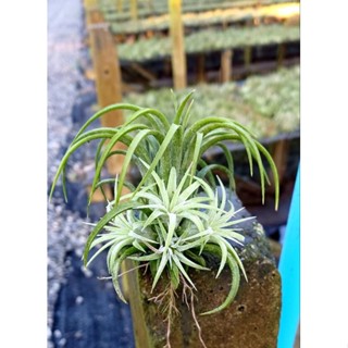 Tillandsia ionantha curly