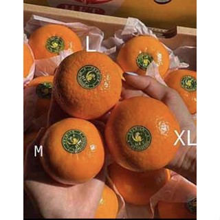 💥ใหม่ 🍊ส้มใต้หวันตรานกแก้ว หวาน อร่อยมากก M L XL