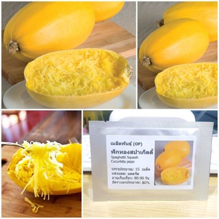 （คุณภาพสูง เมล็ด）ฟักทองสปาเก็ตตี้ (Spaghetti Squash Seed) บรรจุ 15 เมล็ด คุณภาพดี ราคาถูก ของ/ง่าย ปลูก สวนครัว /ต้นอ่อน