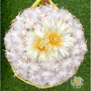 Coryphantha elephantidens ไม้กราฟตอสามเหลี่ยม