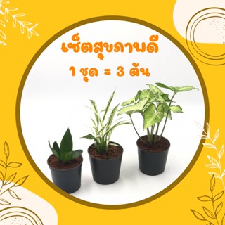 เซ็ตสุขภาพดี (1 ชุด = 3 ต้น) ลิ้นมังกรเขียว เดหลีแคระ เงินไหลมา ไม้มงคลจิ๋ว ต้นไม้ฟอกอากาศ ดูดสารพิษในห้องนอน