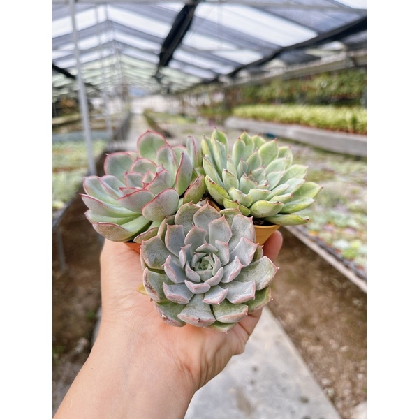Echeveria :  Fiona ” ราคา ถูกที่สุด ดีลบีเคเค แกลเลอรีภาพที่ 5