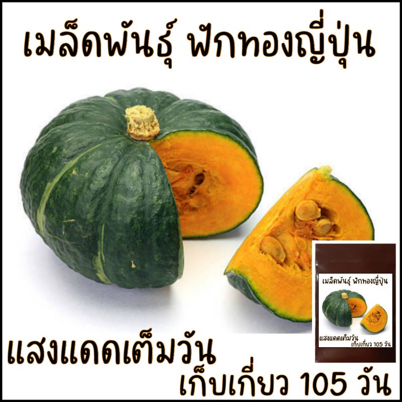 5 เมล็ด ฟักทองญี่ปุ่น ผิวเขียว เนื้อมันและหนึบ ลูกขนาดกลาง