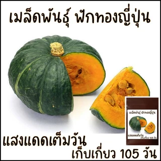 5 เมล็ด ฟักทองญี่ปุ่น ผิวเขียว เนื้อมันและหนึบ ลูกขนาดกลาง