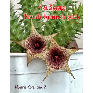 เก๋งจีน Huernia Korat Pink 2 *กิ่งเด็ดสด* แคคตัส ไม้อวบน้ำ Cactus and Succulent