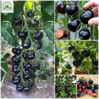 （คุณภาพสูง เมล็ด）เมล็ดพันธุ์ มะเขือเทศ ดำ 100 เมล็ด Black Tomato Seeds Fruit Seeds พันธุ์ไม้ห/ง่าย ปลูก สวนครัว /คะน้า G