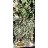 หน้าวัวใบหัวใจลายเศรษฐี Anthurium Clarinervium/ ใบรูปหัวใจมีลวดลายสวยงาม