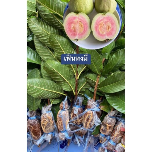 กิ่งตอนฝรั่ง'เฟินหงมี่
