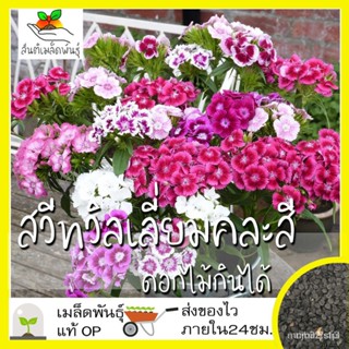 （คุณภาพสูง เมล็ด）เมล็ดพันธุ์ สวีทวิลเลี่ยมคละสี (ดอกไม้กินได้) 200 เมล็ด Sweet William Flower Mix เมล็ดพันธุ์แท้/ง่าย PV