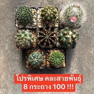 โปรพิเศษ !!! 8 กระถาง 119 คละสายพันธุ์