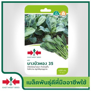 ผลิตภัณฑ์ใหม่ เมล็ดพันธุ์ 2022East-West Seed เมล็ดอวบอ้วนคะน้า (Kale seeds) บางบัวทอง 35 เมล็ดอวบอ้วนผัก เมล็ดอว/ผักชี I