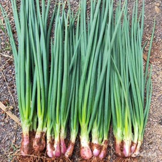 ผลิตภัณฑ์ใหม่ เมล็ดพันธุ์ จุดประเทศไทย ❤Ready Stock In Philippines Organic Shallot Seeds for Planting (100 Seeds/มะเขือ